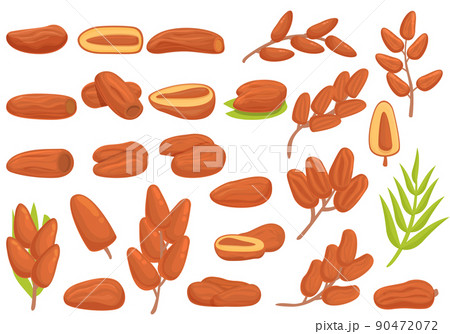 Date fruit icons set cartoon vector. Leaf food. Branch dried 90472072