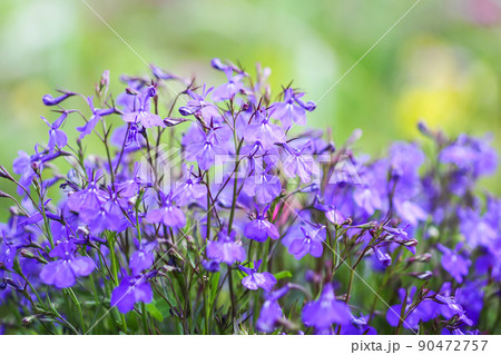 Blue delphinium beautiful flowers in summer garden. 90472757