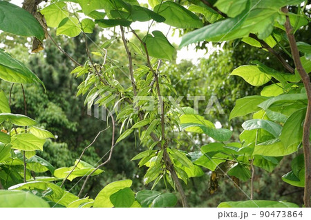 ハネズオウの若い果実 90473864