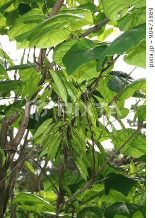 ハネズオウの若い果実 90473869