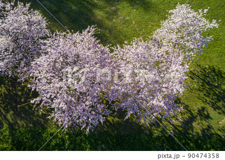 Aerial view of beautiful cherry blossoms in park. Drone photo of sakura trees full in blooming pink flowers in spring in picturesque garden. Branches of the tree over sunny blue sky. Floral pattern Aerial view of beautiful cherry blossoms in park. Drone photo of sakura trees full in blooming pink flowers in spring in picturesque garden. Branches of the tree over sunny blue sky. Floral pattern 90474358