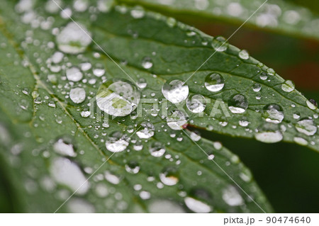 雨粒 90474640