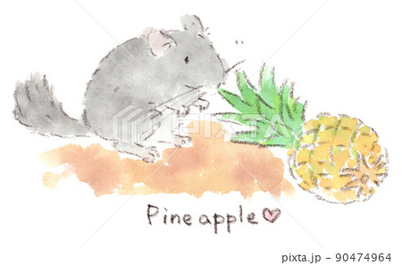 パイナップルの葉先を噛るチンチラの水彩画イラスト 90474964