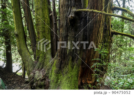 高井の千本杉 90475052