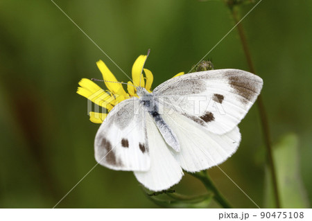 モンシロチョウ 90475108
