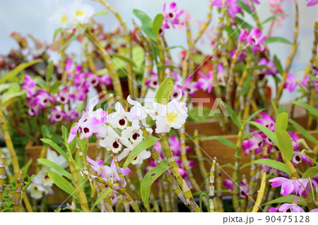 デンドロビュウムの花 デンドロビュウムの花 90475128