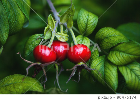 Rose hip, fruit of sweet-brier, Rosa rugosa fruits growing on bush Rose hip, fruit of sweet-brier, Rosa rugosa fruits growing on bush 90475174
