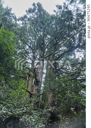 高井の千本杉 高井の千本杉 90475295