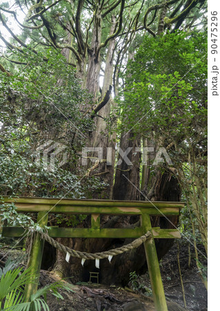高井の千本杉 高井の千本杉 90475296