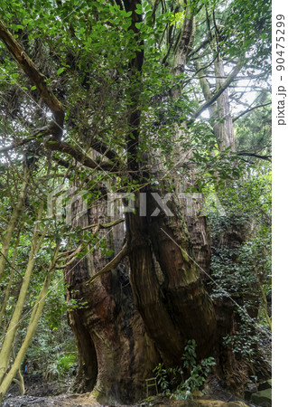 高井の千本杉 高井の千本杉 90475299