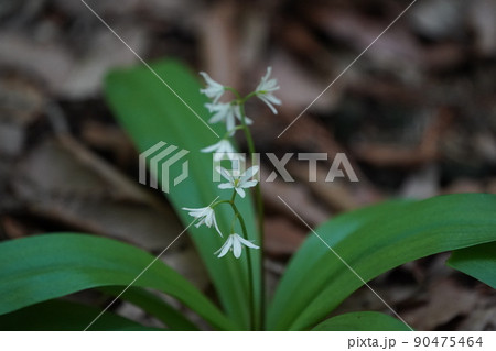 ツバメオモトの花 90475464