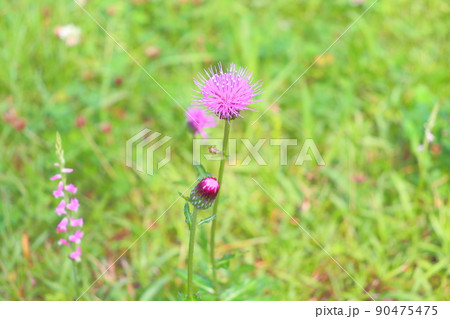 初夏の草花　ノアザミ 90475475