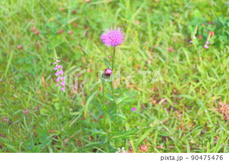 初夏の草花 ノアザミ 初夏の草花 ノアザミ 90475476