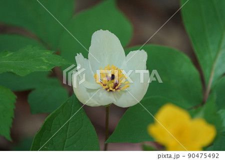 ヤマシャクヤクの花 ヤマシャクヤクの花 90475492