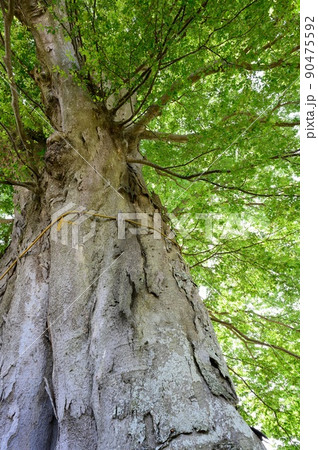ケヤキの大木の写真素材 [90475592] - PIXTA