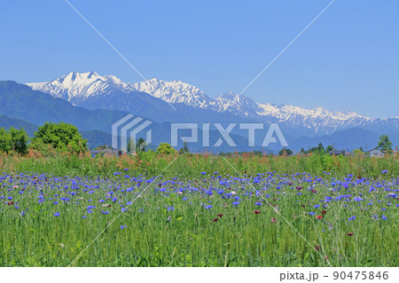 安曇野の5月　ヤグルマギクと北アルプス 90475846