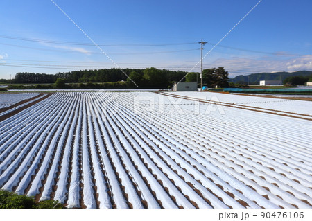 野辺山 高原野菜(レタス)の白マルチ栽培(小海線沿線) 野辺山 高原野菜(レタス)の白マルチ栽培(小海線沿線) 90476106