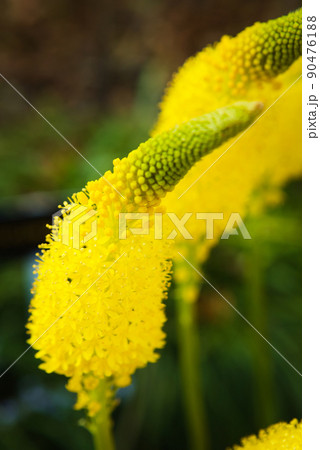 ブルビネラの花 ブルビネラの花 90476188