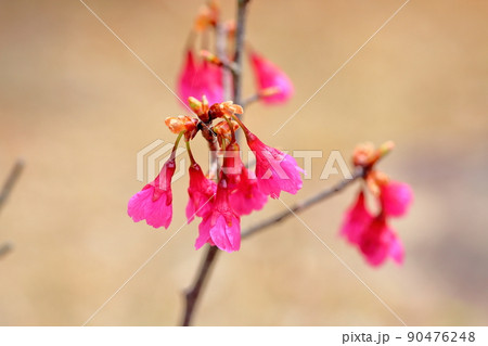 カンヒザクラの花 90476248