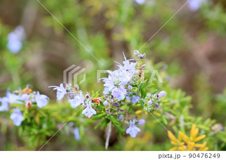 ローズマリーの花 ローズマリーの花 90476249