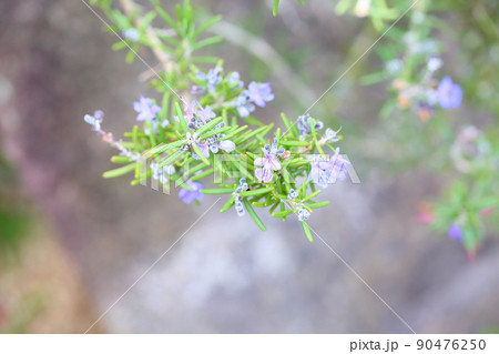 ローズマリーの花 90476250