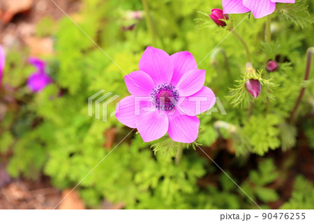 アネモネの花 アネモネの花 90476255