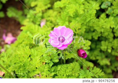 アネモネの花 アネモネの花 90476256