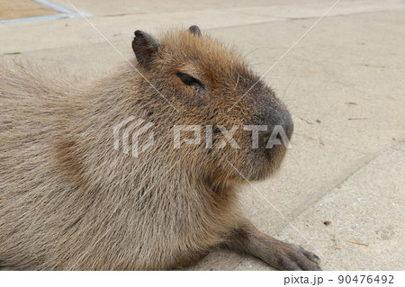 癒される眠そうなカピバラ 90476492