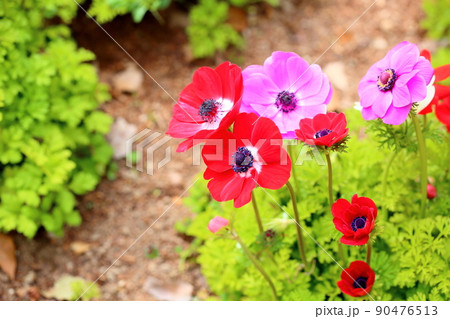 アネモネの花 アネモネの花 90476513