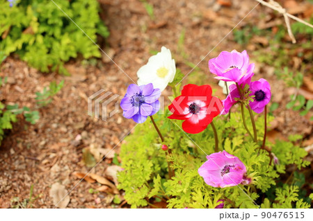 アネモネの花 アネモネの花 90476515