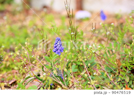 ムスカリの花 ムスカリの花 90476519