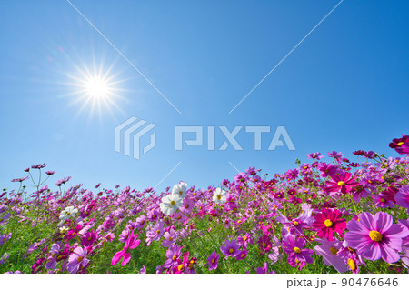 【兵庫県】10月・淡路島のあわじ花さじきのコスモス畑 【兵庫県】10月・淡路島のあわじ花さじきのコスモス畑 90476646