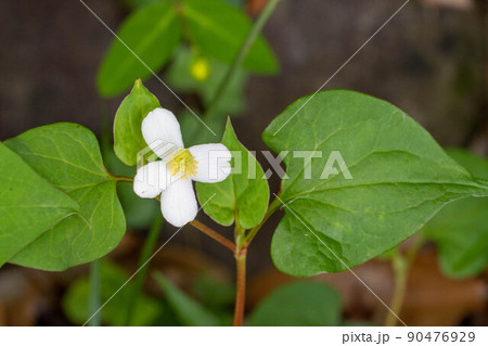 ドクダミの花 ドクダミの花 90476929