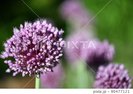 ニンニク（大蒜）の花 90477121