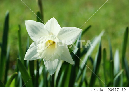 白いタイハイスイセン（大杯水仙） アイスフォーリス 90477139