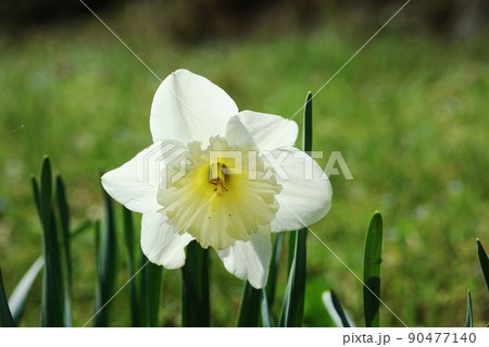 白いタイハイスイセン（大杯水仙） アイスフォーリス 90477140