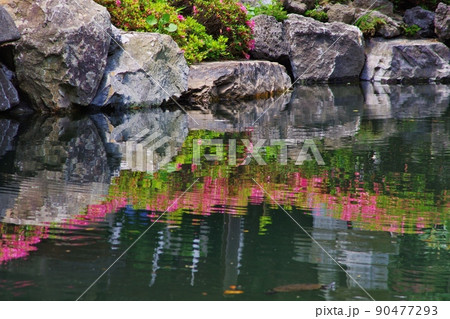 貫井神社の湧水の池 90477293