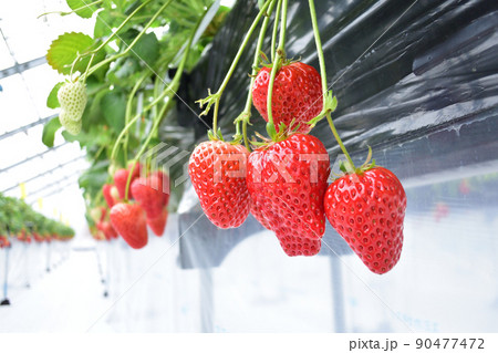 いちご狩り 90477472