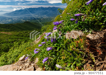 八ヶ岳連峰・権現岳のイワギキョウと南アルプスの山並み 90477551
