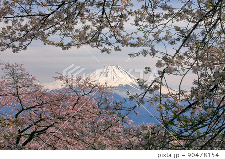 山梨県韮崎市旭町　大公寺の桜と富士山 90478154