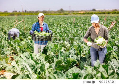 Positive asian woman picking harvest of cauliflower cabbage on field 90478301