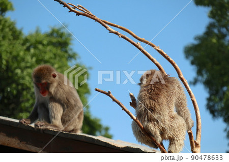 城山動物園（長野県長野市）のサル山 90478633