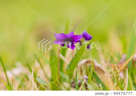 スミレの花、紫 90478777