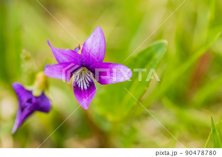 スミレの花、紫 スミレの花、紫 90478780