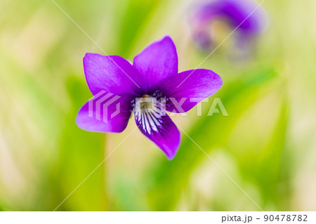 スミレの花、紫 90478782