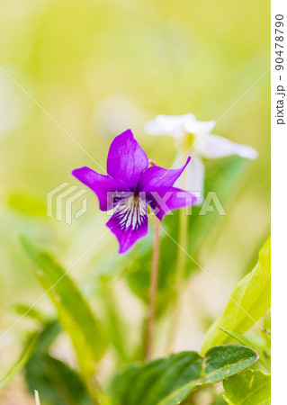 スミレの花、紫 スミレの花、紫 90478790