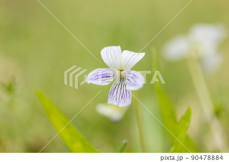 スミレの花、白 スミレの花、白 90478884