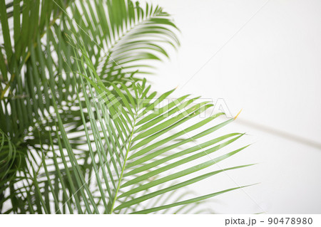 観葉植物のアレカヤシの葉のアップ 90478980
