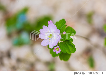バイカカラマツの花 バイカカラマツの花 90478981