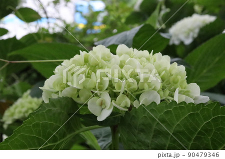 お濠のアジサイ 90479346